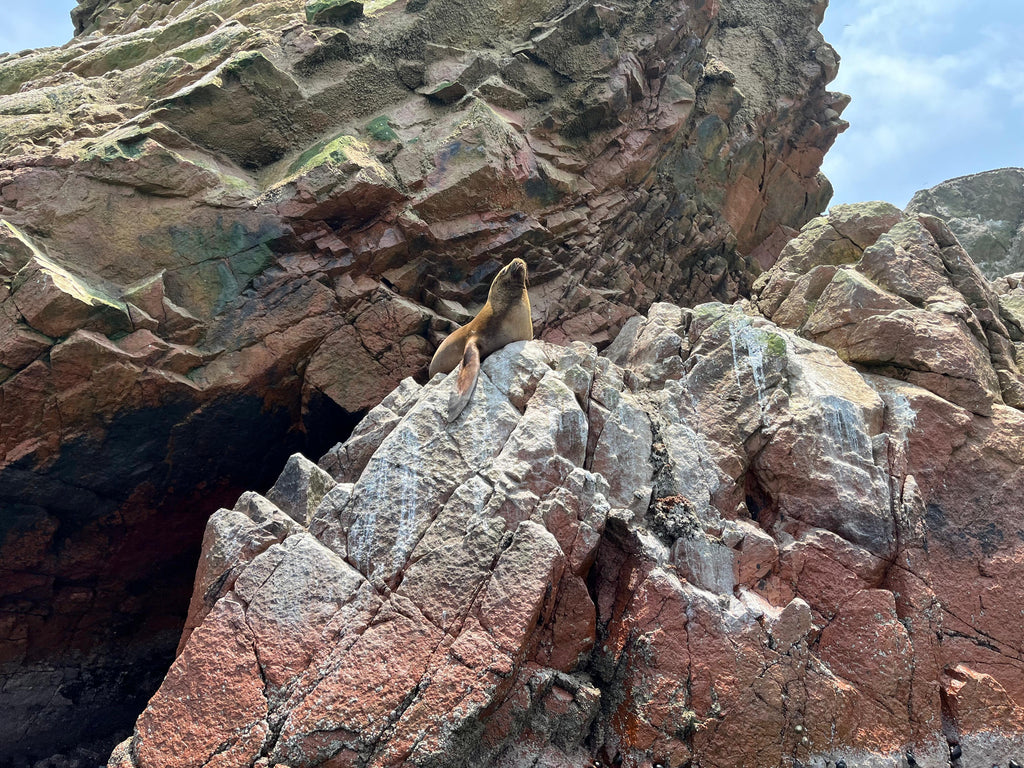 Desde Ica o Huacachina: Islas Ballestas y Reserva Nacional de Paracas