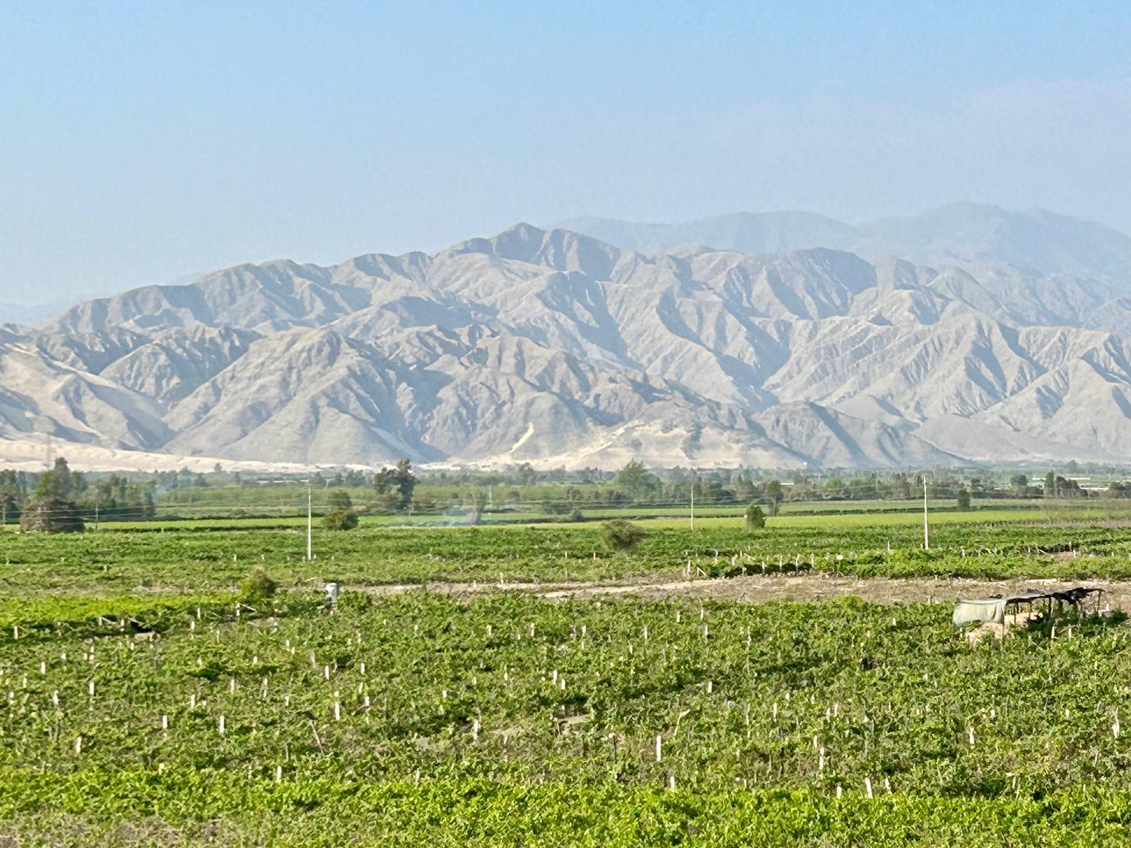 Desde Ica o Huacachina: Experiencia de pisco y vino