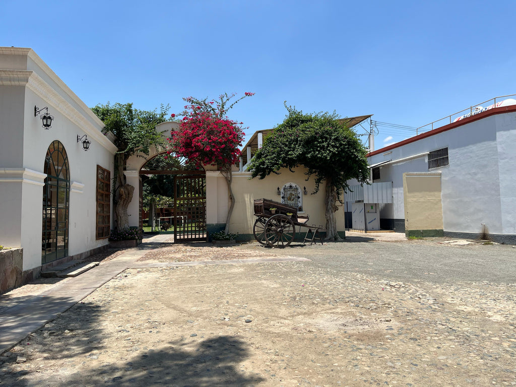 Desde Ica o Huacachina: Experiencia de pisco y vino