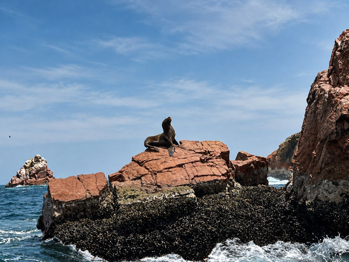 Desde Paracas: Vista Panorámica de la Vida Marina en las Islas Ballestas