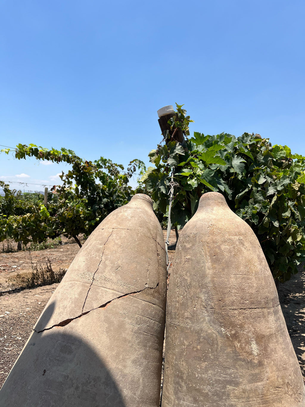 Desde Ica o Huacachina: Experiencia de pisco y vino