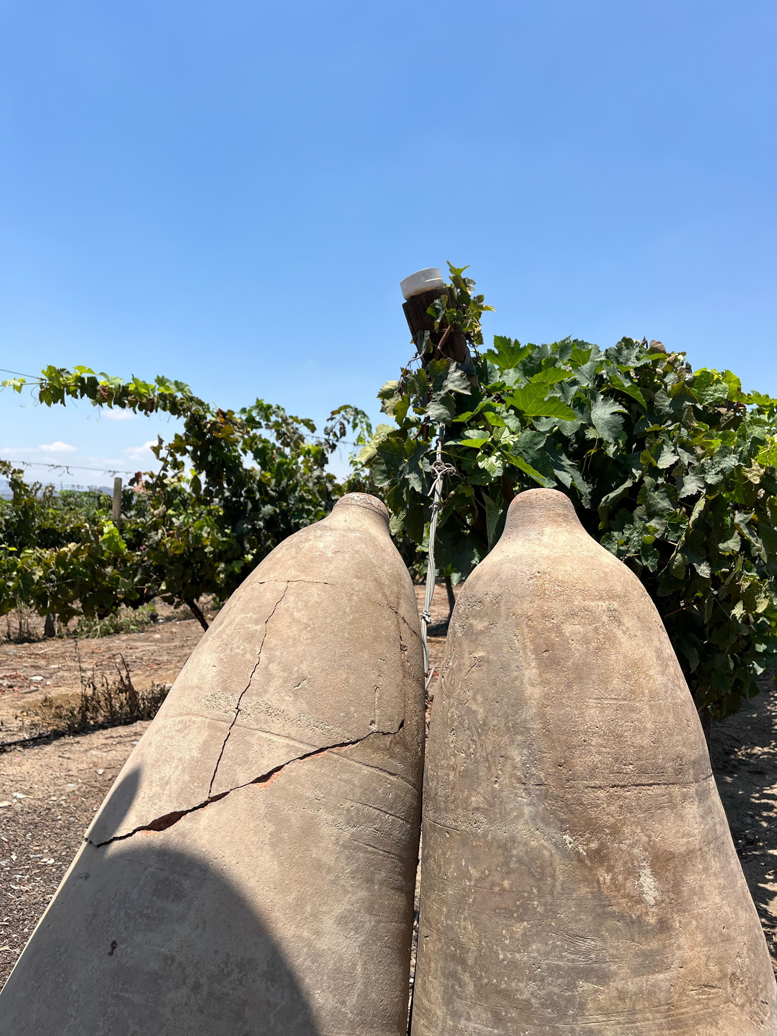 Desde Ica o Huacachina: Experiencia de pisco y vino