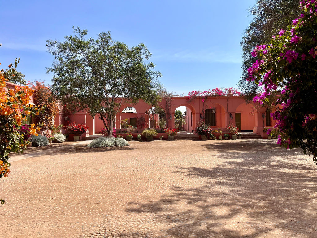 Desde Ica o Huacachina: Experiencia de pisco y vino