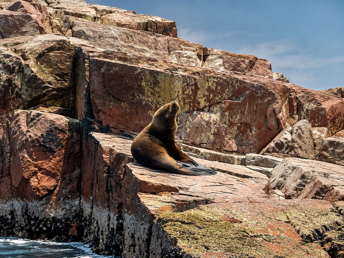 Desde Paracas: Vista Panorámica de la Vida Marina en las Islas Ballestas