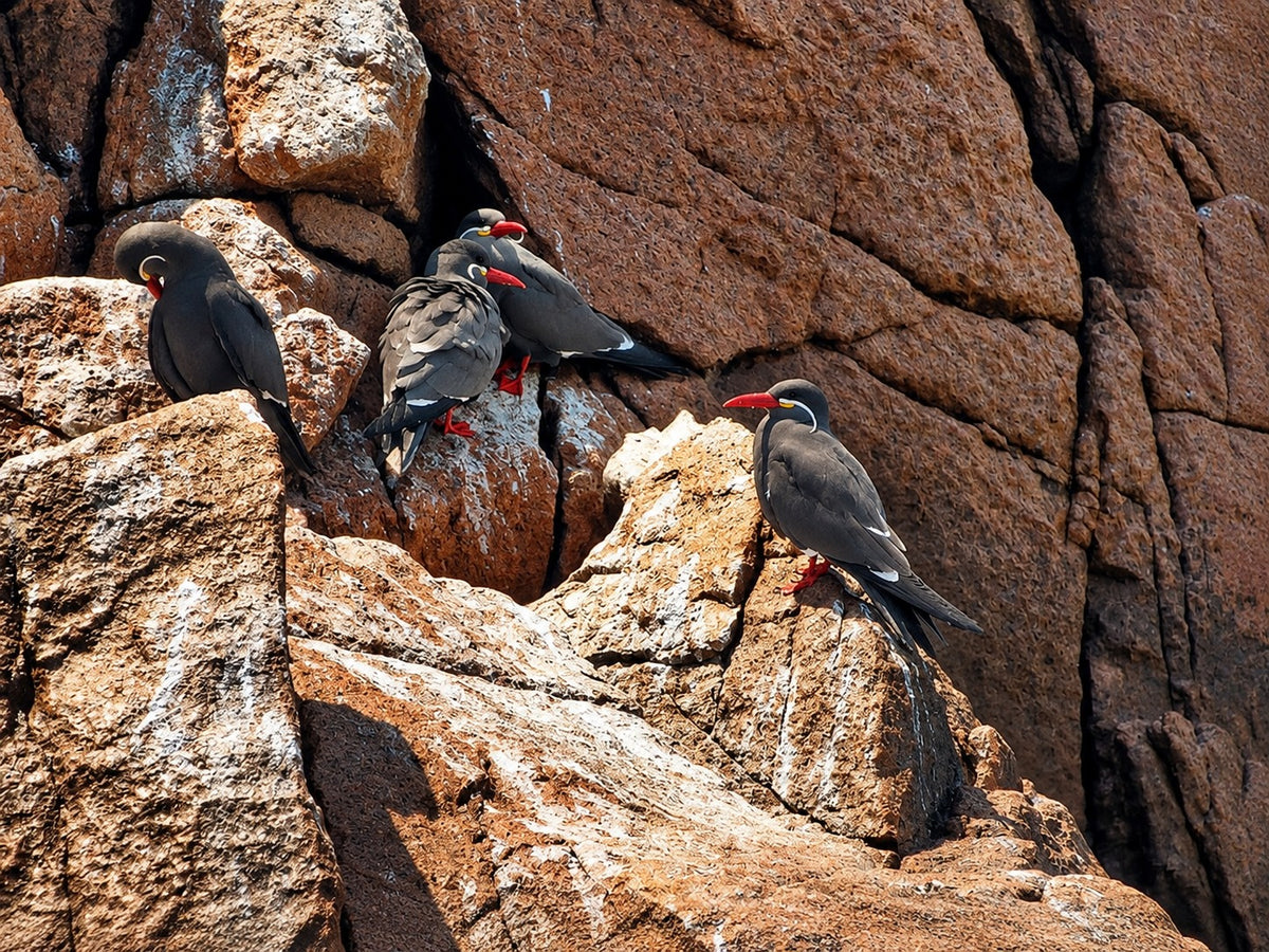 Desde Paracas: Vista Panorámica de la Vida Marina en las Islas Ballestas