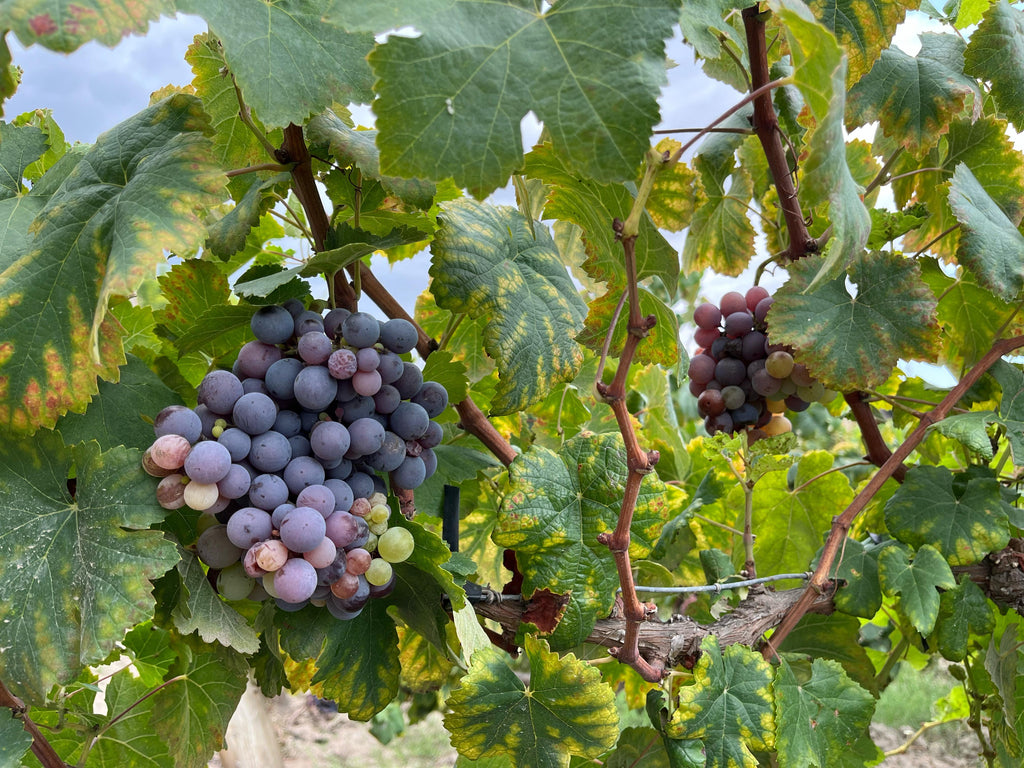 Desde Ica o Huacachina: Experiencia de pisco y vino