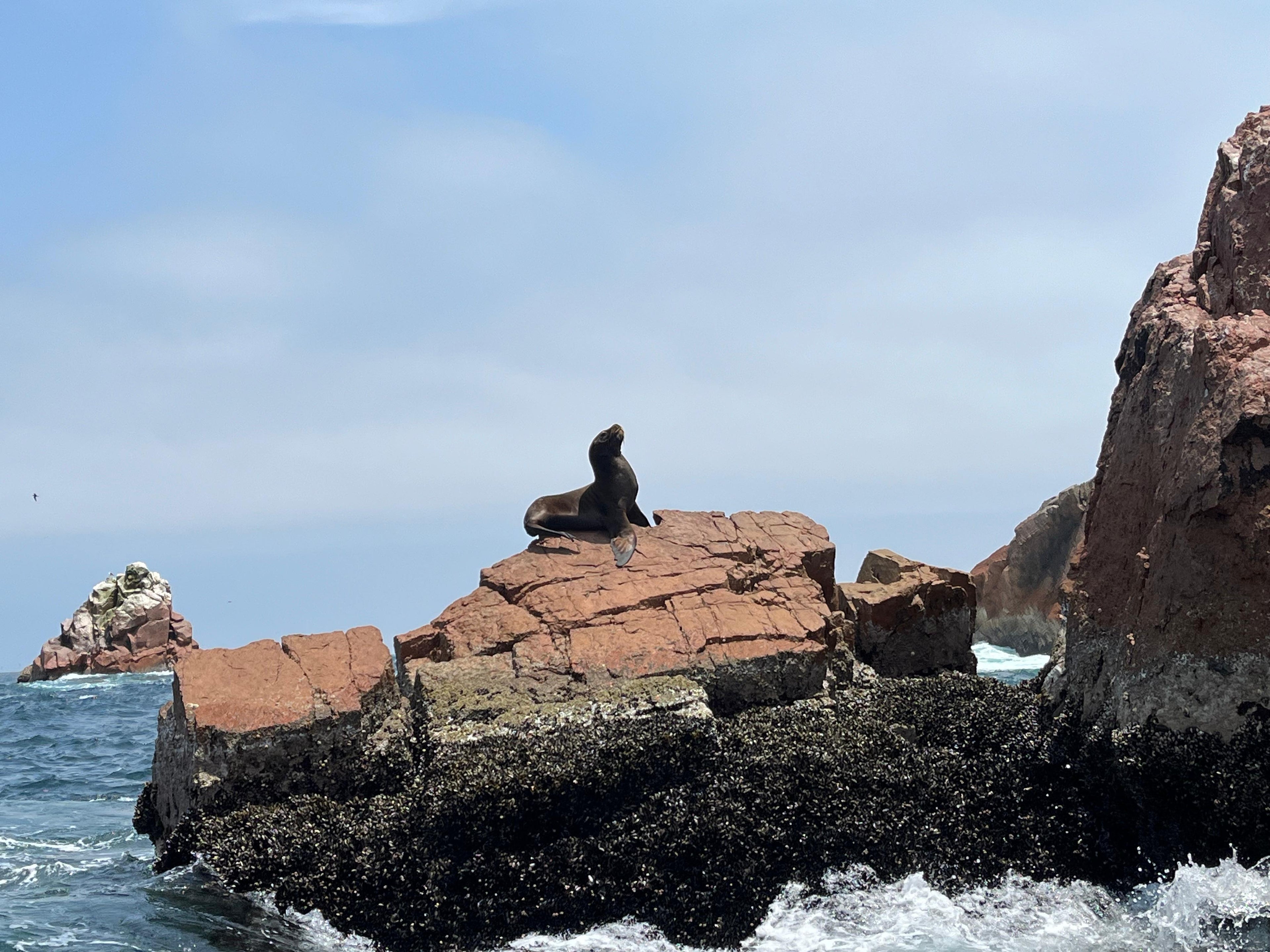 Desde Ica o Huacachina: Islas Ballestas y Reserva Nacional de Paracas