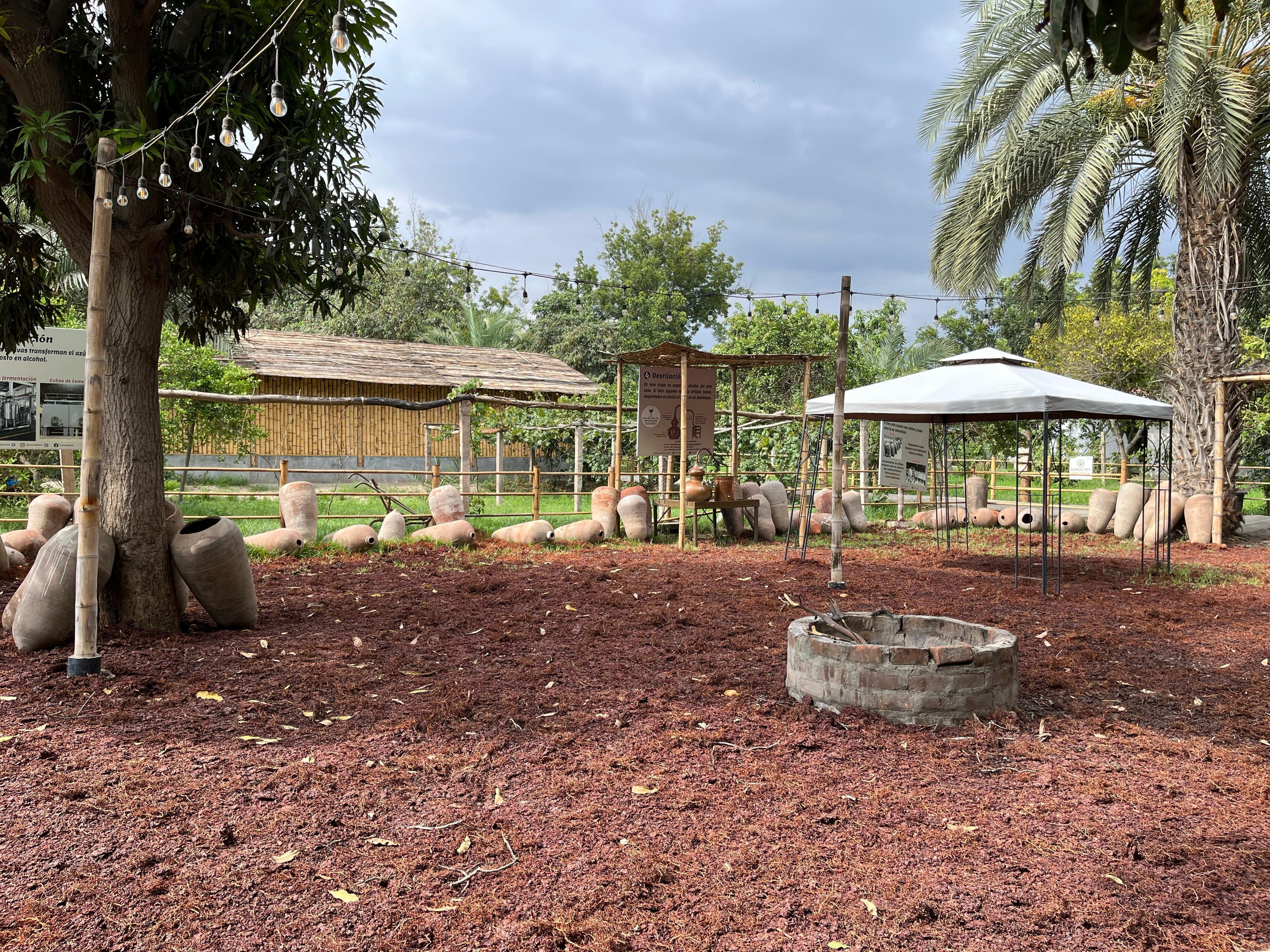 Desde Ica o Huacachina: Experiencia de pisco y vino