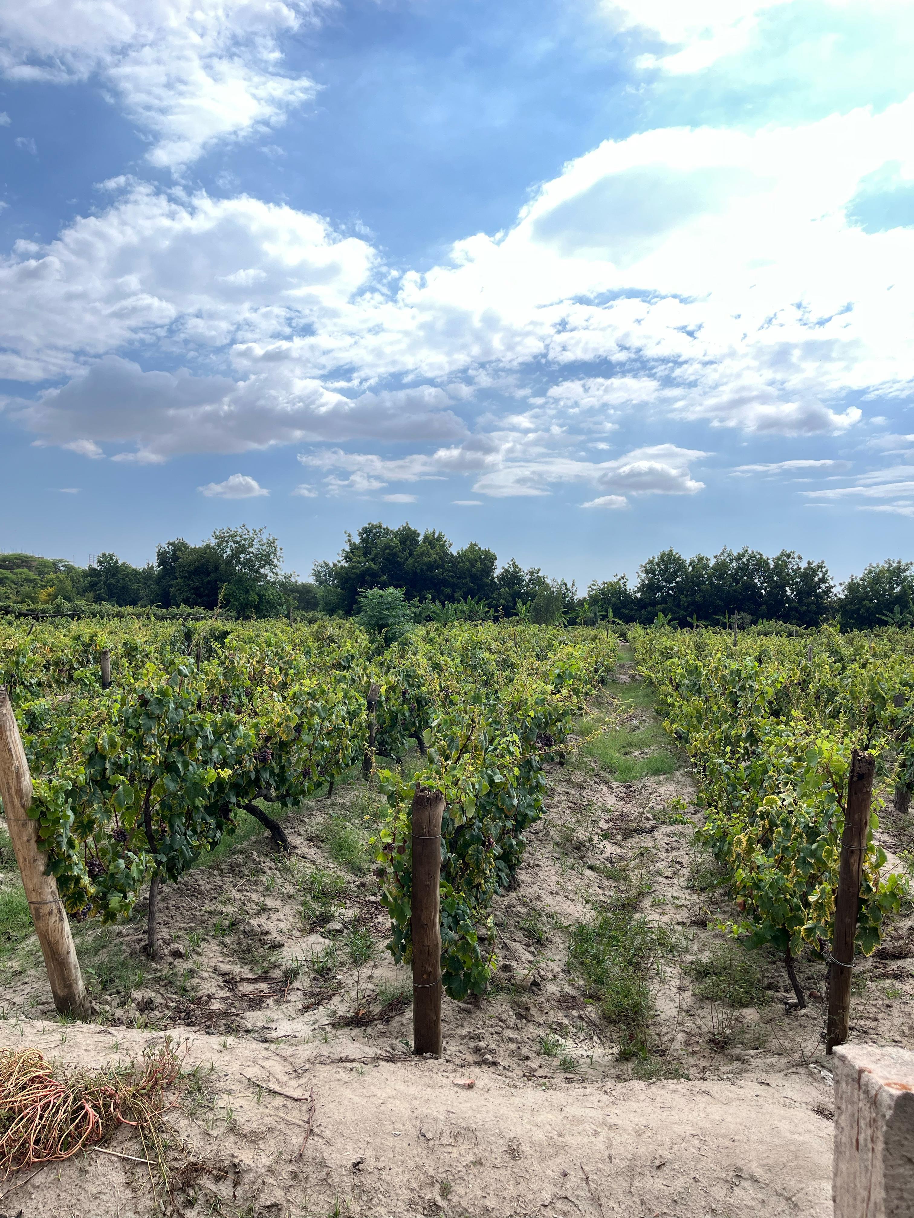 Desde Ica o Huacachina: Experiencia de pisco y vino