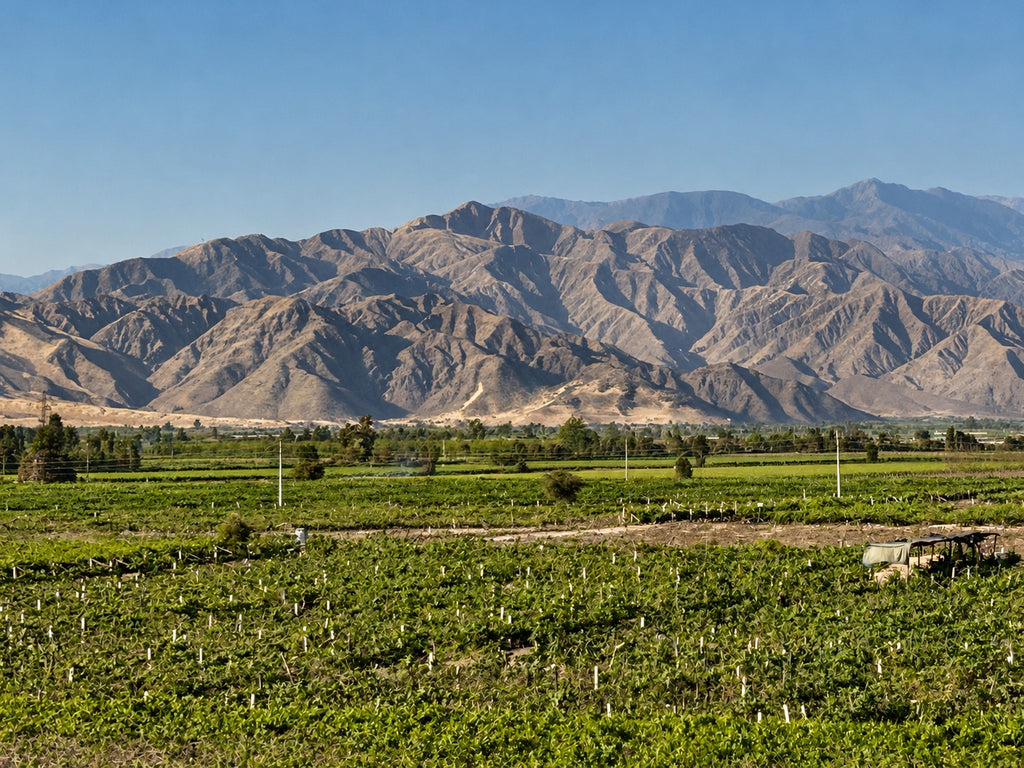 Desde Ica o Huacachina: Experiencia del Pisco y Vino