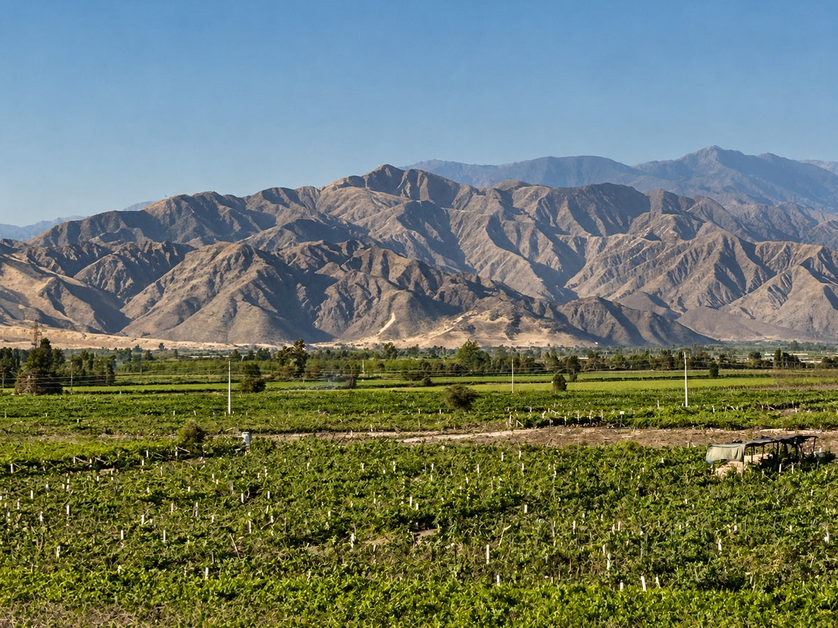 Desde Ica o Huacachina: Experiencia del Pisco y Vino