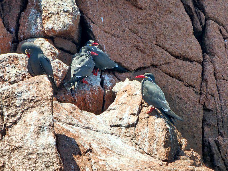 Desde Ica o Huacachina: Islas Ballestas y Reserva Nacional de Paracas