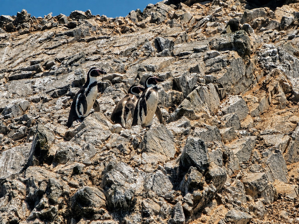 Desde Paracas: Vista Panorámica de la Vida Marina en las Islas Ballestas