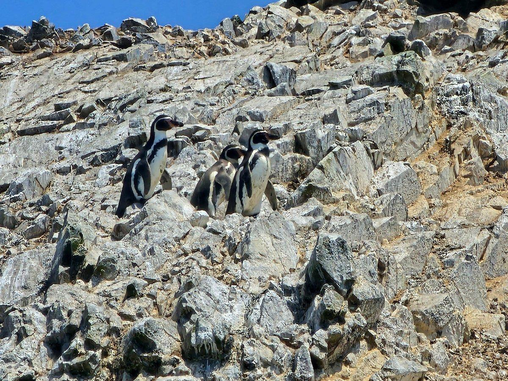 Desde Ica o Huacachina: Islas Ballestas y Reserva Nacional de Paracas