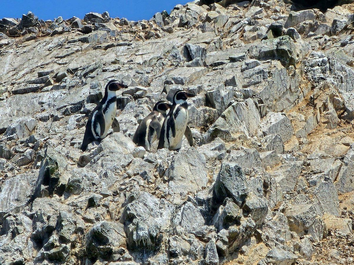 Desde Ica o Huacachina: Islas Ballestas y Reserva Nacional de Paracas